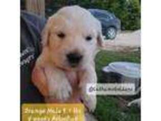 Golden Retriever Puppy for sale in Nebo, IL, USA