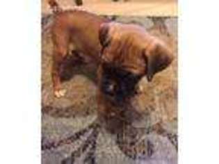 Boxer Puppy for sale in Lisbon, IA, USA