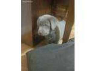 Labrador Retriever Puppy for sale in Drakesboro, KY, USA