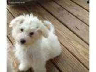 Coton de Tulear Puppy for sale in Horse Branch, KY, USA