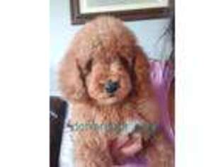 Goldendoodle Puppy for sale in Glenview, IL, USA