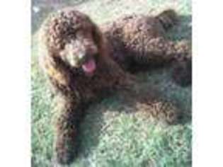 Labradoodle Puppy for sale in Roanoke, VA, USA
