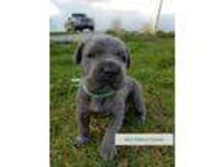 Cane Corso Puppy for sale in Versailles, KY, USA