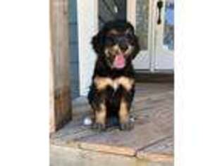 Mutt Puppy for sale in Hubert, NC, USA