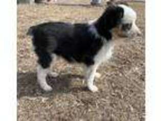 Miniature Australian Shepherd Puppy for sale in Ainsworth, NE, USA