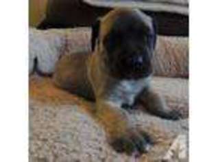 Mastiff Puppy for sale in ENNIS, TX, USA