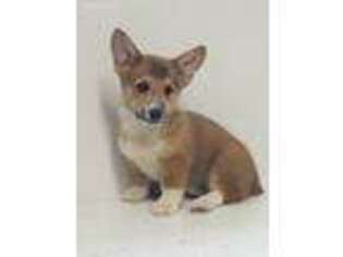 Pembroke Welsh Corgi Puppy for sale in Trenton, FL, USA