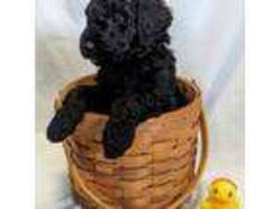 Goldendoodle Puppy for sale in Wildwood, FL, USA