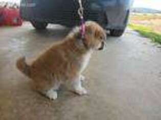 Akita Puppy for sale in Fayetteville, AR, USA