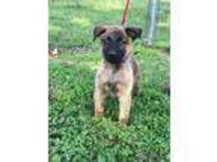 Dutch Shepherd Dog Puppy for sale in Bentonville, AR, USA