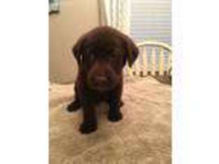 Labrador Retriever Puppy for sale in Middleburg, FL, USA
