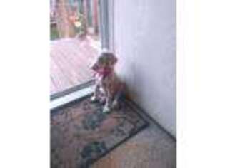 Doberman Pinscher Puppy for sale in Easley, SC, USA