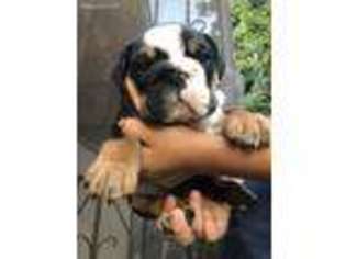 Bulldog Puppy for sale in Downey, CA, USA