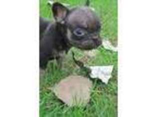 French Bulldog Puppy for sale in Lewistown, OH, USA