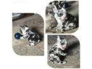 French Bulldog Puppy for sale in Mazomanie, WI, USA