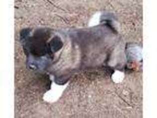 Akita Puppy for sale in Lakebay, WA, USA