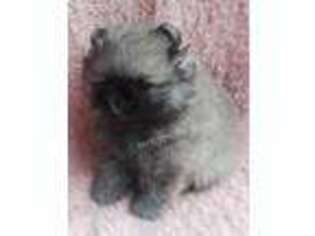 Pomeranian Puppy for sale in Port Saint Lucie, FL, USA