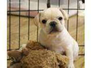 French Bulldog Puppy for sale in Red Bud, IL, USA