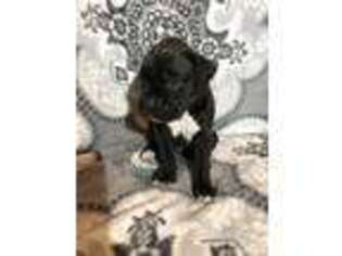 Boxer Puppy for sale in Goddard, KS, USA
