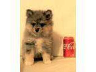 Pomeranian Puppy for sale in Thornton, TX, USA