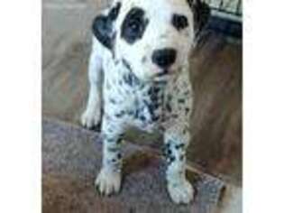 Dalmatian Puppy for sale in Augusta, KS, USA