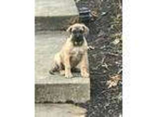 Mastiff Puppy for sale in Richmond, IN, USA