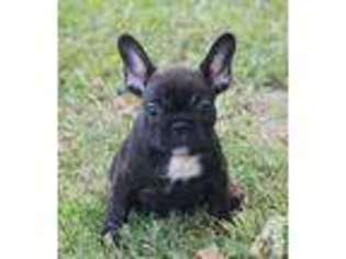 French Bulldog Puppy for sale in SEMINARY, MS, USA
