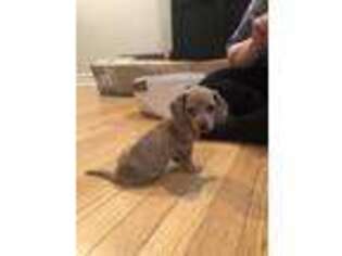 Dachshund Puppy for sale in Wilmington, DE, USA