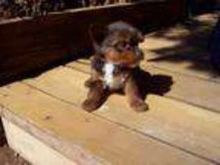 Yorkshire Terrier Puppy for sale in Show Low, AZ, USA