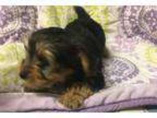 Yorkshire Terrier Puppy for sale in Elkin, NC, USA