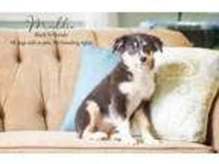 Australian Shepherd Puppy for sale in Carlisle, PA, USA