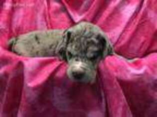 Great Dane Puppy for sale in Crystal River, FL, USA