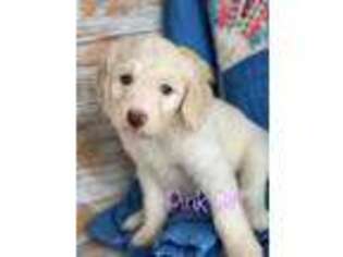 Goldendoodle Puppy for sale in Jacksboro, TX, USA
