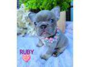 French Bulldog Puppy for sale in Jupiter, FL, USA