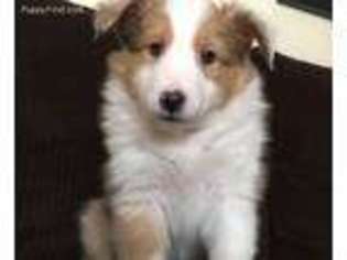 Shetland Sheepdog Puppy for sale in Greeley, CO, USA
