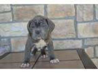 Neapolitan Mastiff Puppy for sale in Buffalo, MO, USA