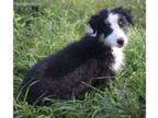 Australian Shepherd Puppy for sale in Dunnellon, FL, USA