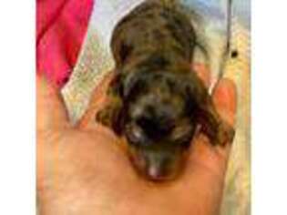 Dachshund Puppy for sale in Alma, GA, USA