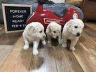 Goldendoodle Puppy for sale in Dearing, GA, USA
