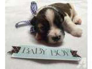 Mutt Puppy for sale in BELLA VISTA, AR, USA