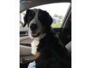 Bernese Mountain Dog Puppy for sale in Ankeny, IA, USA