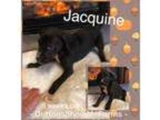Great Dane Puppy for sale in Jasper, MO, USA