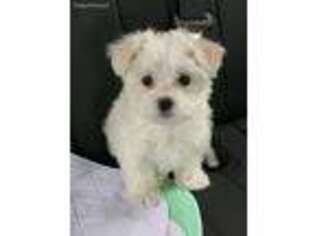 Maltese Puppy for sale in Burlington, MA, USA
