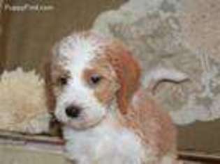 Brittany Puppy for sale in Commerce, GA, USA