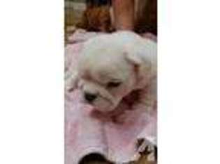 Bulldog Puppy for sale in GARNETT, KS, USA
