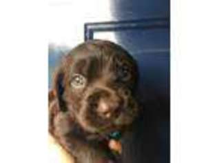 Boykin Spaniel Puppy for sale in Louisville, MS, USA