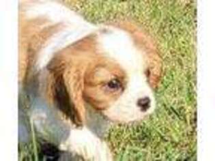 Cavalier King Charles Spaniel Puppy for sale in Seneca, IL, USA