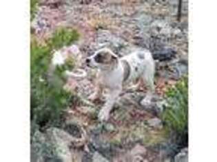 American Bulldog Puppy for sale in Thoreau, NM, USA
