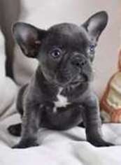 French Bulldog Puppy for sale in Savannah, GA, USA