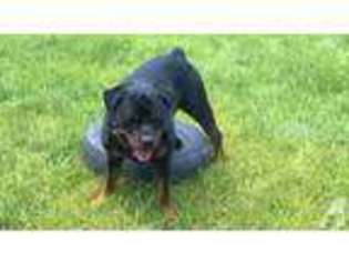 Rottweiler Puppy for sale in GREELEY, CO, USA